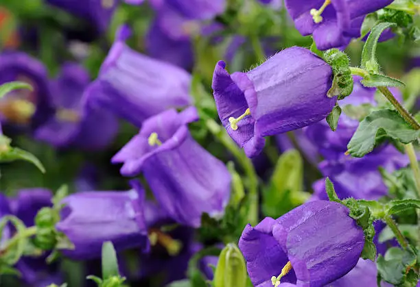 Wildkräuter in der Natur